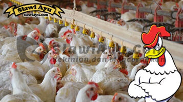Cara Sukses Bisnis Kemitraan Ternak Ayam - Daftar Perusahaan Kemitraan Ayam Broiler